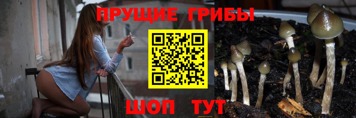 Галлюциногенные грибы Psilocybine cubensis Кудымкар